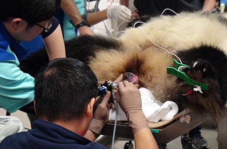 Photo 1: Ocean Park performs artificial insemination on Ying Ying