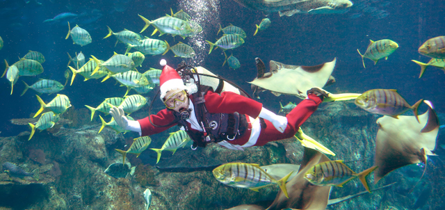 Caption: Saint Nick is spotted diving in the Grand Aquarium, giving both our animal ambassadors and guests a very warm hello.