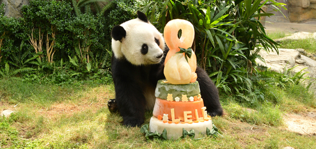 八岁生日的大熊猫盈盈和乐乐对特製冰蛋糕爱不释手。
