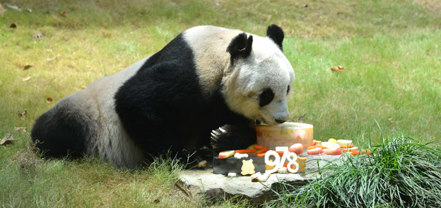 The more mature pair of giant pandas An An and Jia Jia enjoyed nutritious and delectable fruit platters.