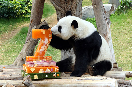 圖片: (左) 為大熊貓佳佳預備之冰雕果盤 (右) 大熊貓盈盈之冰製生日蛋糕