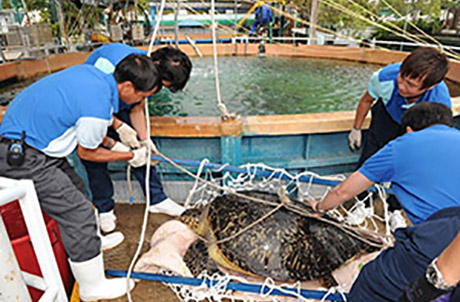 圖片二：海洋公園之水族員小心翼翼地將綠海龜由治理缸內取出，準備將其運送返西貢海域。