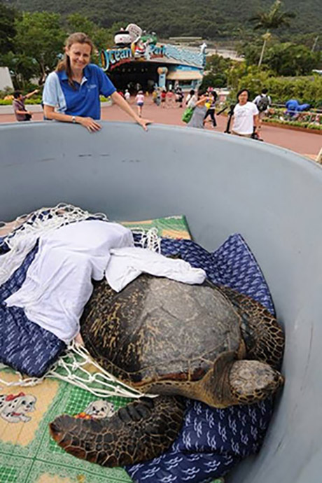 The vet team retrieving the green turtle from the convalescing pool in preparation for her journey back to Sai Kung waters.
