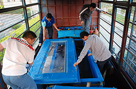 圖片二：海洋公園之水族員及「長江水產研究所」的專家定時進行水溫、鹽度測量及為中華鱘作健康檢查。
