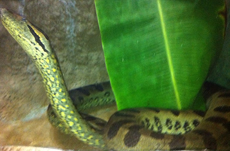  Photo 1: Pregnant female anaconda