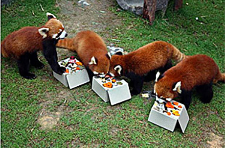 Picture 1: (Left to right: Red pandas Tai Shan, Rou Rou, Li Zi and Cong Cong) 