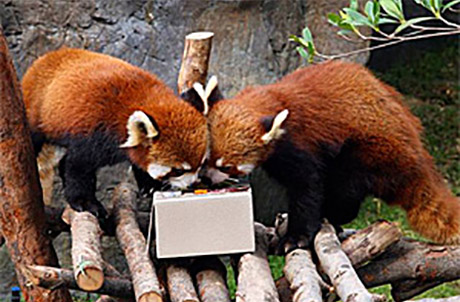 Picture 2: (Left to right: Red pandas Li Zi and Tai Shan) 