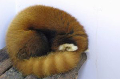 Red pandas are also known as "fire foxes." Here - a red ball of fire. (Rou Rou)