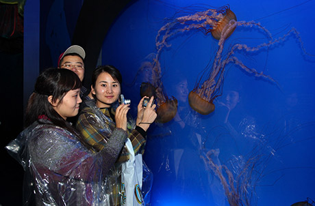 Photo 6 & 7: The guests also visited Sea Jelly Spectacular to see some of the 400 varieties of sea jellies presented with stunning visual effects.  Numerous photographs were taken as records of their excitement.