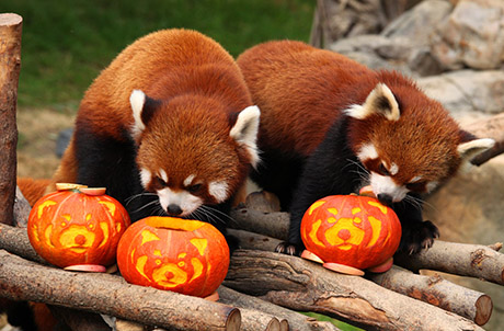 Picture 1: Red Pandas Cong Cong and Tai Shan