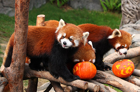  Picture 3 (From left): Red Pandas Li Zi, Cong Cong, Tai Shan