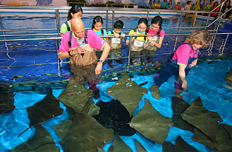盛智文主席與海洋公園保育基金總監蔣素珊親身餵哺鯆魚 