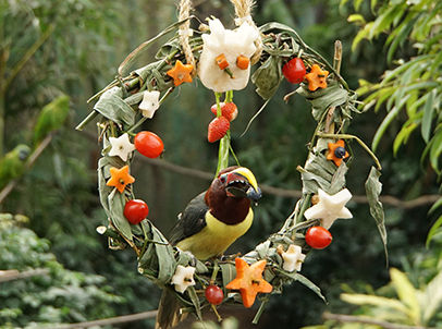 護理員以竹子及水果編織成「聖誕鮮果環」，讓鳥兒穿梭其中玩樂，並品嚐牠們最愛的美食