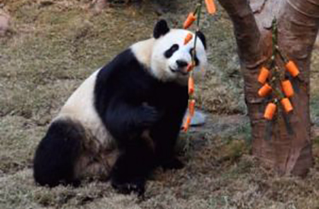 Photo 1: Firecrackers are must-have's to celebrate the Chinese New Year. To help giant panda pair, Ying Ying and Le Le, welcome in The Year of The Ox, they were given their very own firecrackers.