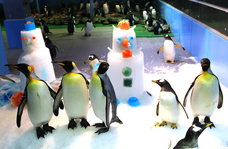 Photos 1 & 2: Penguins dancing around the snowmen