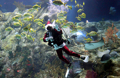 Photo 7: Diver in Santa costume in Grand Aquarium
