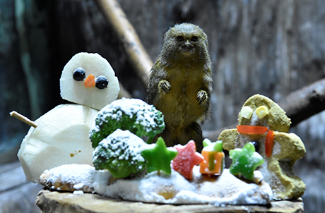 【热带雨林天地】的动物护理员以新鲜蔬果及高纤维饼干，为全世界体型最小的猴子侏狨制作了与牠一样大小的「雪人」及「姜饼人」。