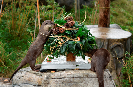 At Amazing Asian Animals exhibit, Asian small-clawed otters curiously sniff and play with a Christmas tree assembled using bamboo, fruit and pine cones with their snout and nimble paws.