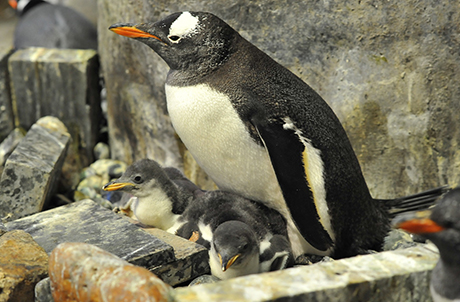 The gentoo penguin chicks are now taken care of by their parents and can be seen by guests strolling through the South Pole Spectacular exhibit during Christmas. 