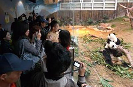 旅行團團員先參觀香港賽馬會大熊貓園，分別與四隻可愛的大熊貓安安、佳佳、盈盈及樂樂見面。