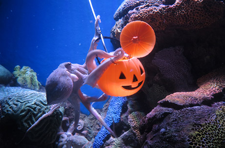 Caption: Le Le enjoying his Halloween feast in Amazing Asian Animals (left) while Octopus (right), one of the smartest invertebrates in the world, demonstrates his pumpkin jar opening skills to enjoy Halloween treats