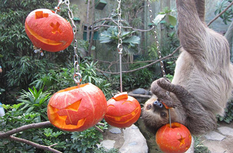 Caption: Wheee! Sloth Sal swinging upside down from one pumpkin to another.