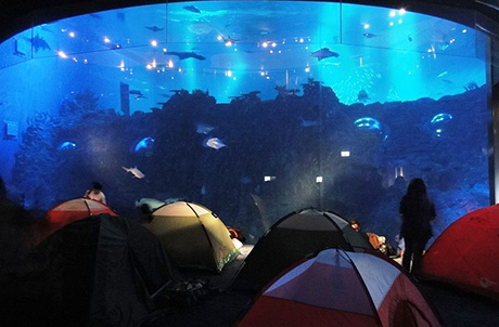 Photo 2: Participants spent a night in front of the giant viewing panel in the Grand Aquarium alongside 5,000 different fish in over 400 species.