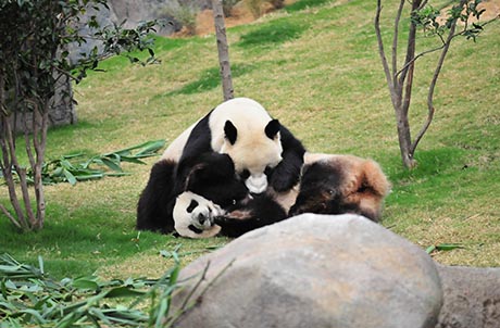 Photo Caption: Starting from today (28 Feb 2012), Ying Ying and Le Le wil be put together for mating opportunities for 3 days, and the Giant Panda Adventure exhibit will be temporarily closed to the public during this period to minimize human disturbance on any mating attempts.