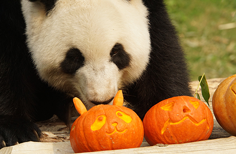 Photo 4a, 4b: The animal trainers specifically carved Ying Ying’s name onto a pumpkin, and also gave her a cute panda cub, carved from a small pumpkin, bringing out Ying Ying’s sense of motherhood.  