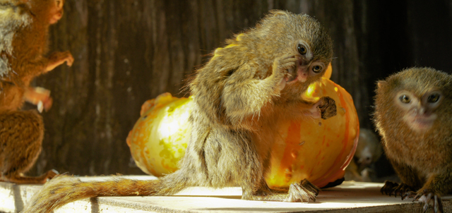 Palm-sized marmosets, the world’s smallest primate, enjoyed spooky Halloween treats by getting mealworms out of their pumpkin treasure boxes.