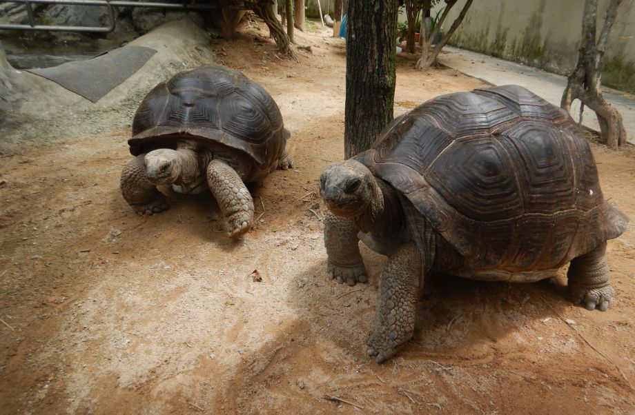 Visit the Ocean Park’s new friends - Aldabra giant tortoises