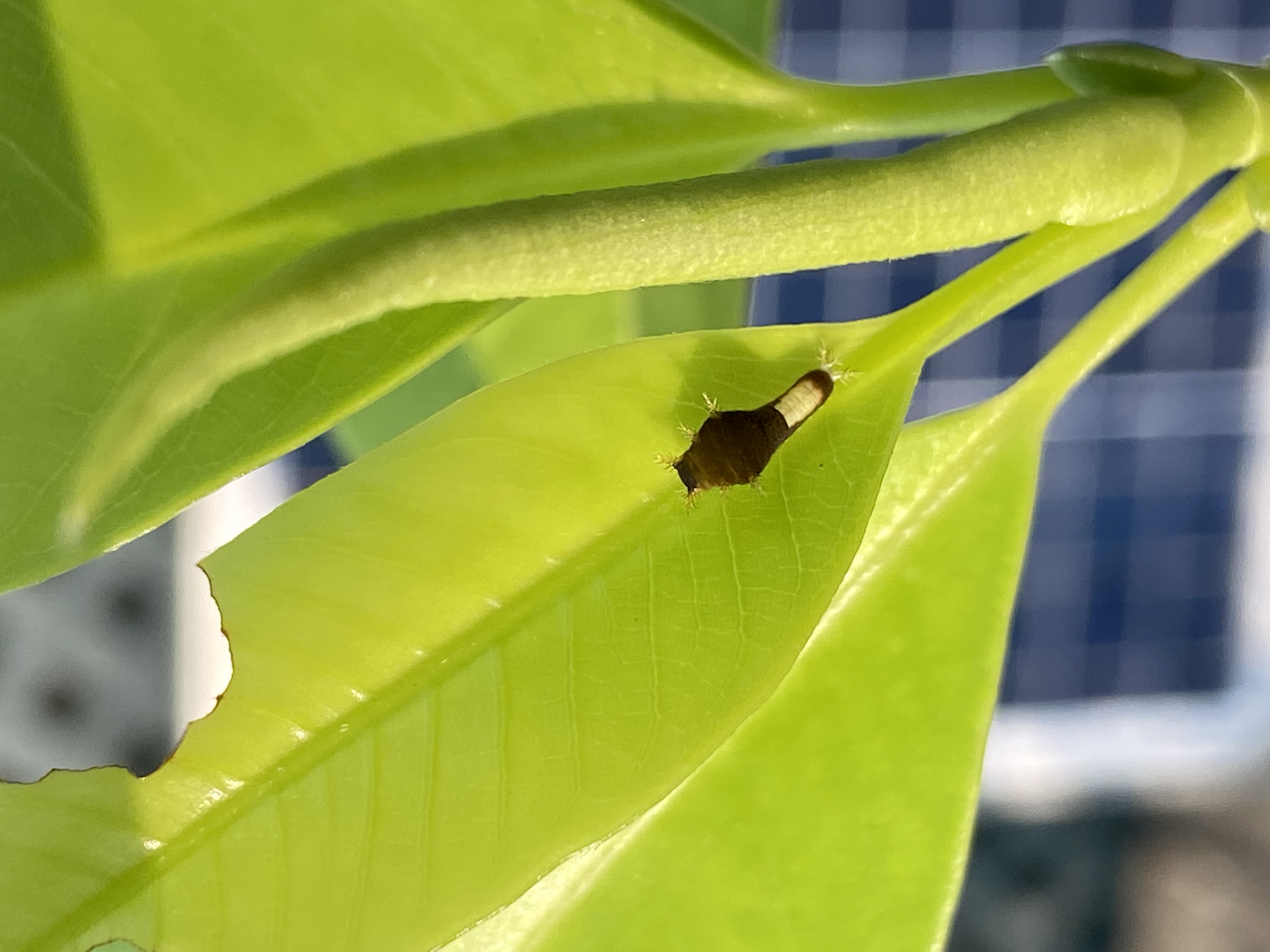 白蘭葉上的統帥青鳳蝶幼蟲