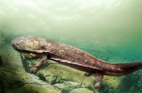 Chinese Giant Salamander