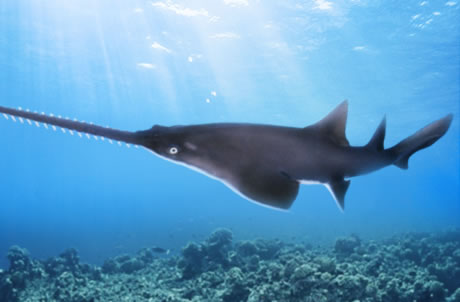 Largetooth Sawfish