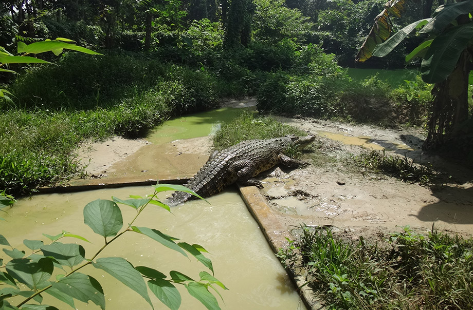 一条于孟加拉的雌性鳄鱼在守护巢穴