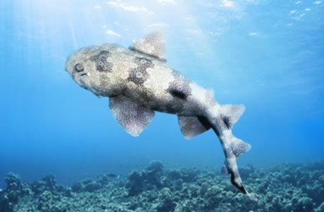 斑纹须鲨