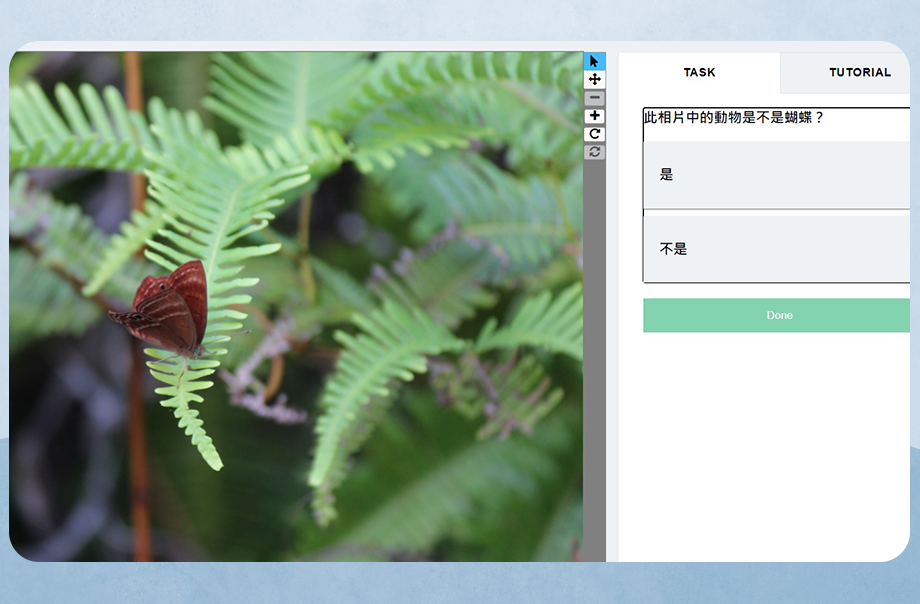 由海洋公園提供的「zooniverse」，訓練我們透過觀察，辨認不同種類的蝴蝶。