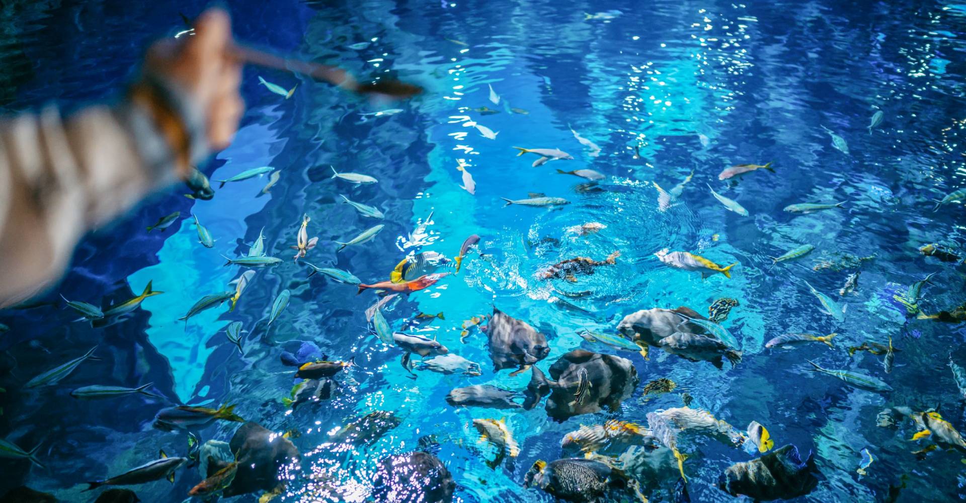 https://media.oceanpark.cn/files/s3fs-public/coralfish_banner.jpg