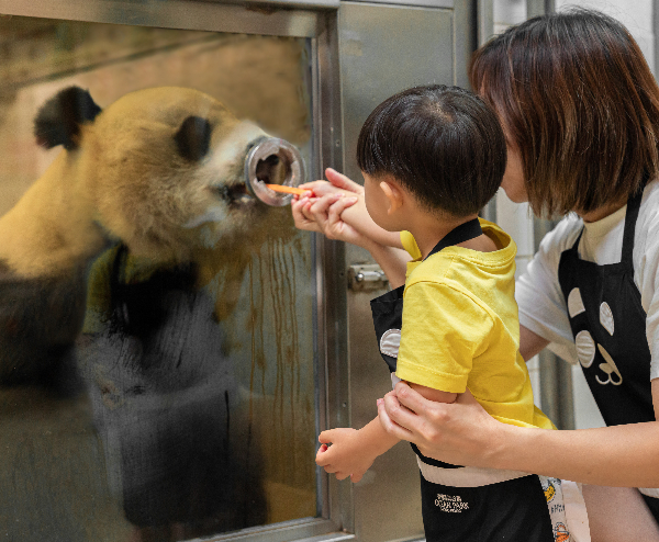 大熊猫护理揭秘