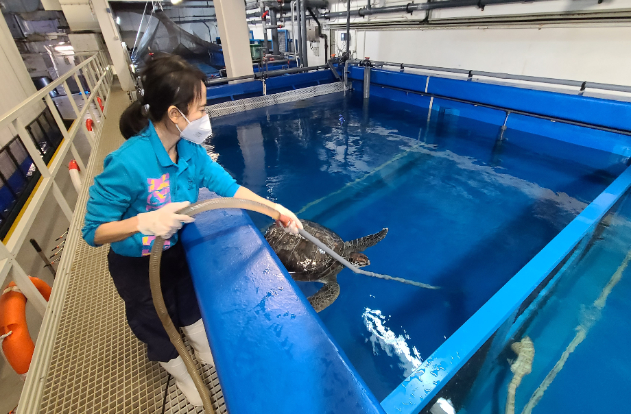 黃金導賞員化身動物護理員，為海洋公園拯救回來的綠海龜清潔臨時居所。 