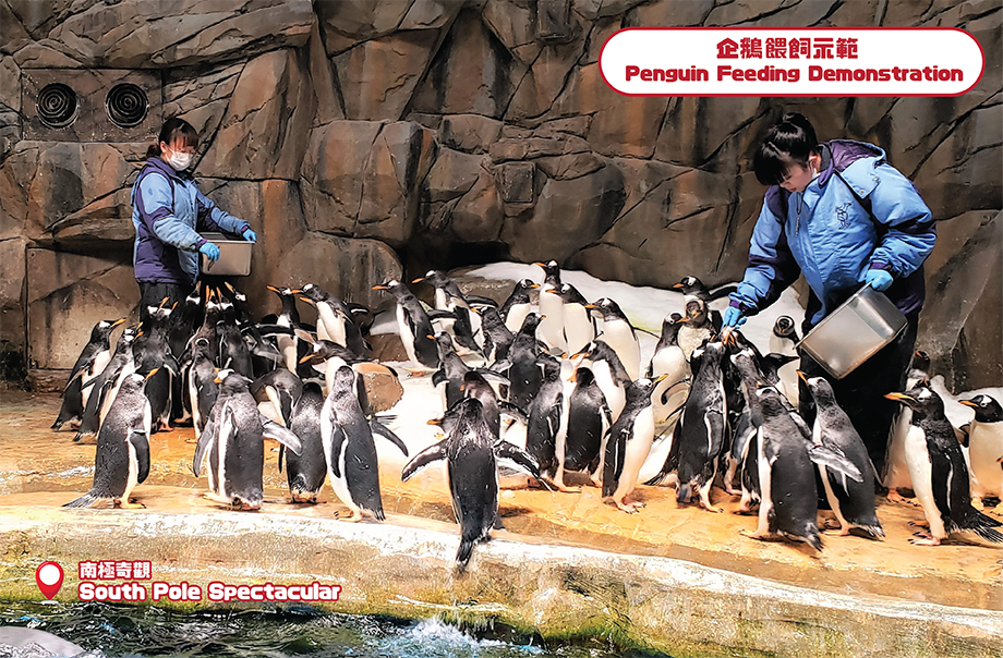 在南極奇觀內，遊客可觀察到可愛企鵝的「開餐」日常，認識牠們有趣的進食行為。