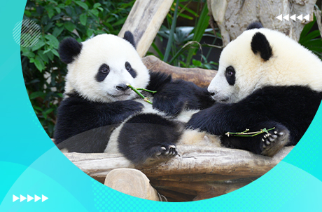 一票双游，双倍享受！（香港居民专享）