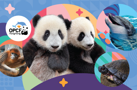 Celebrate the Ocean Park Conservation Foundation Hong Kong’s 31st Anniversary - Enjoy Half Price Admission!