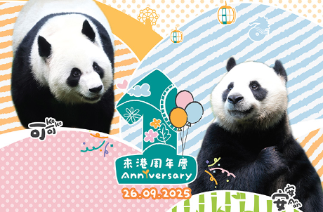 安安可可來港周年慶