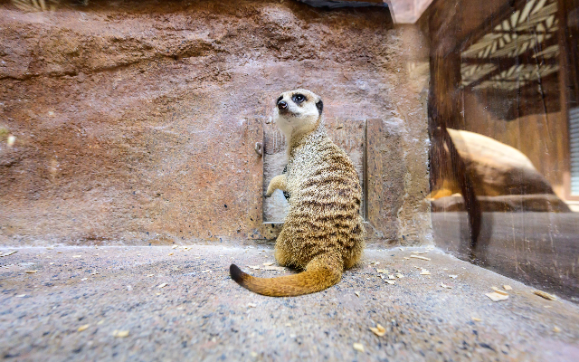 https://media.oceanpark.cn/files/s3fs-public/op-meerkat-feeding-innerpage-mobile.png