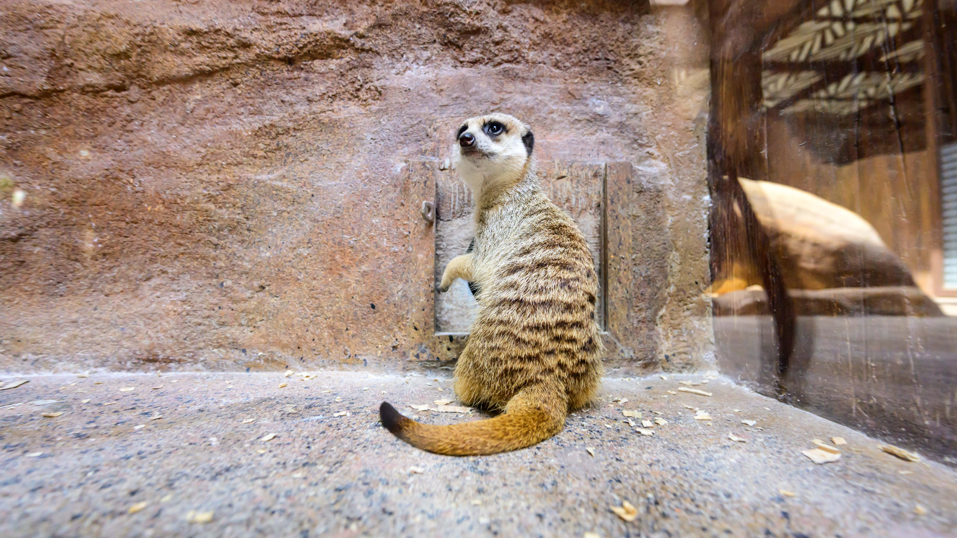 https://media.oceanpark.cn/files/s3fs-public/op-meerkat-innerpage.png