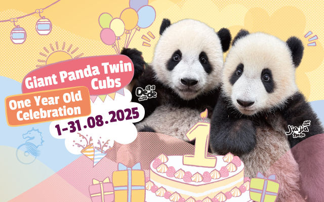 https://media.oceanpark.cn/files/s3fs-public/op-panda-cubs-one-year-old-innerpage-mobile-en.jpg