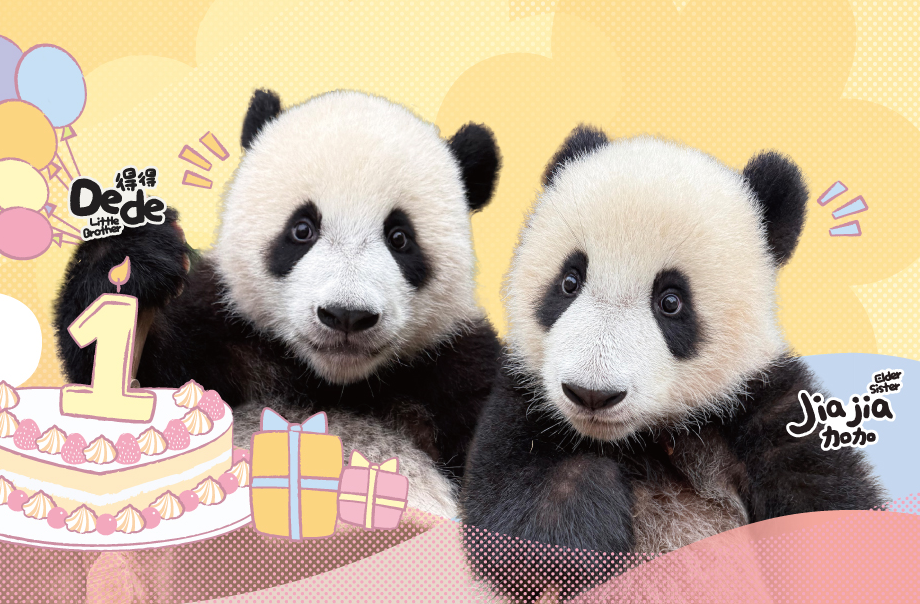 Giant Panda Twin Cubs One Year Old Celebration