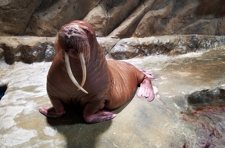 North Pole Encounter