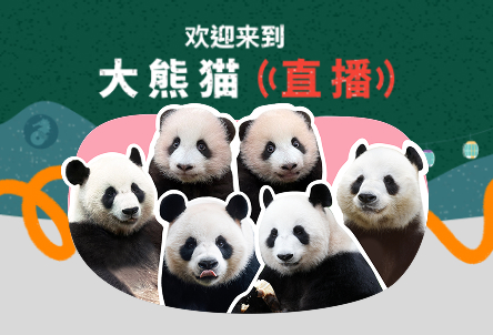 香港大熊猫直播